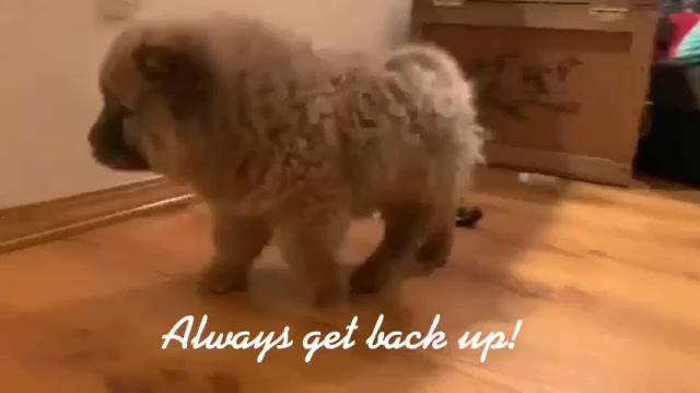 @chowsandpals
