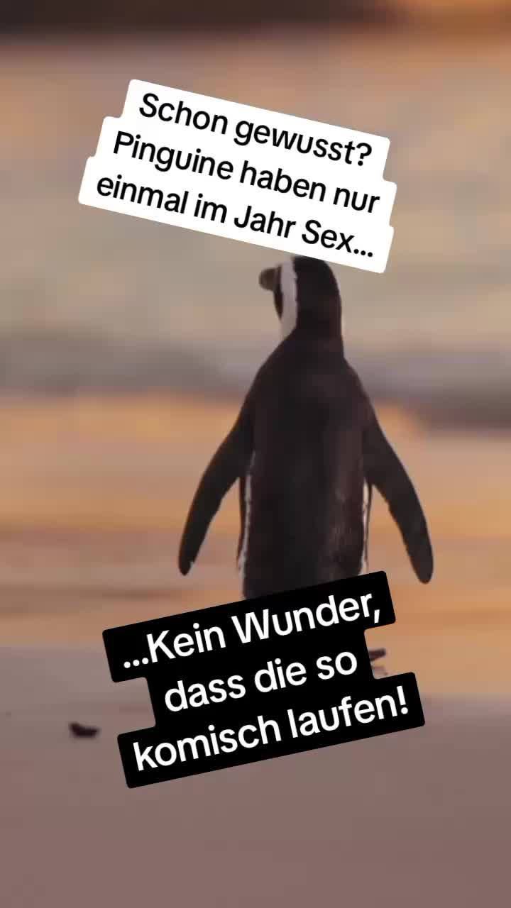 @LustichOder