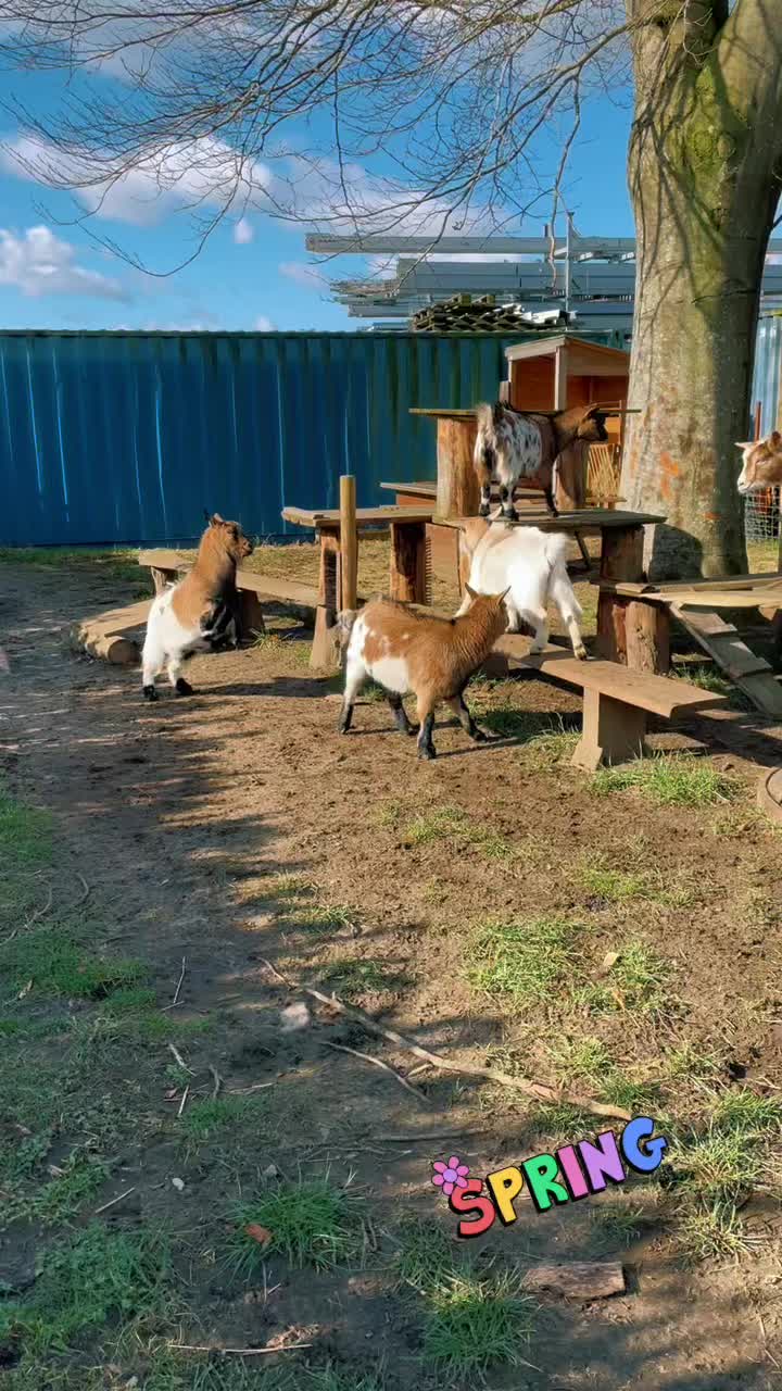 @♥️My little Ranch♥️