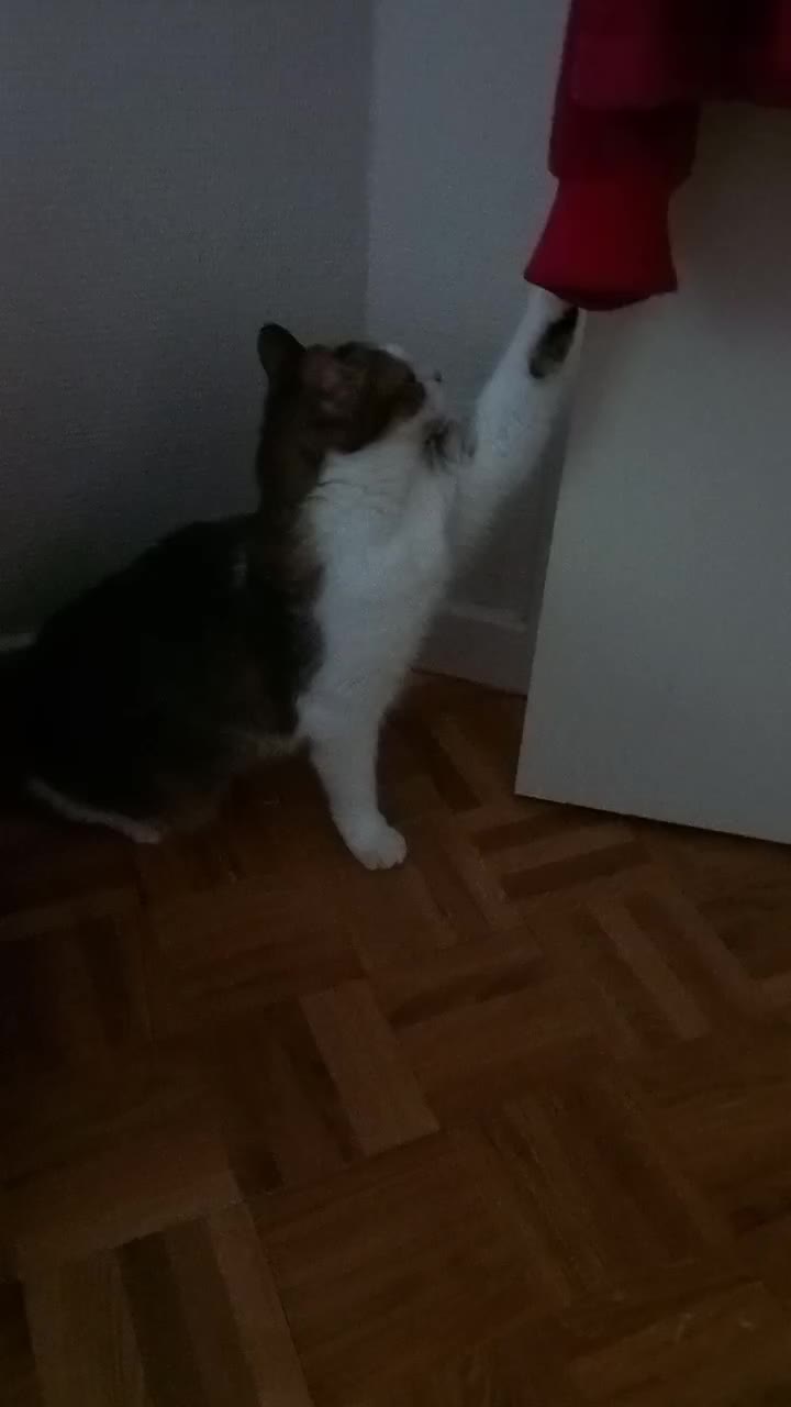 @Pêche 😺
