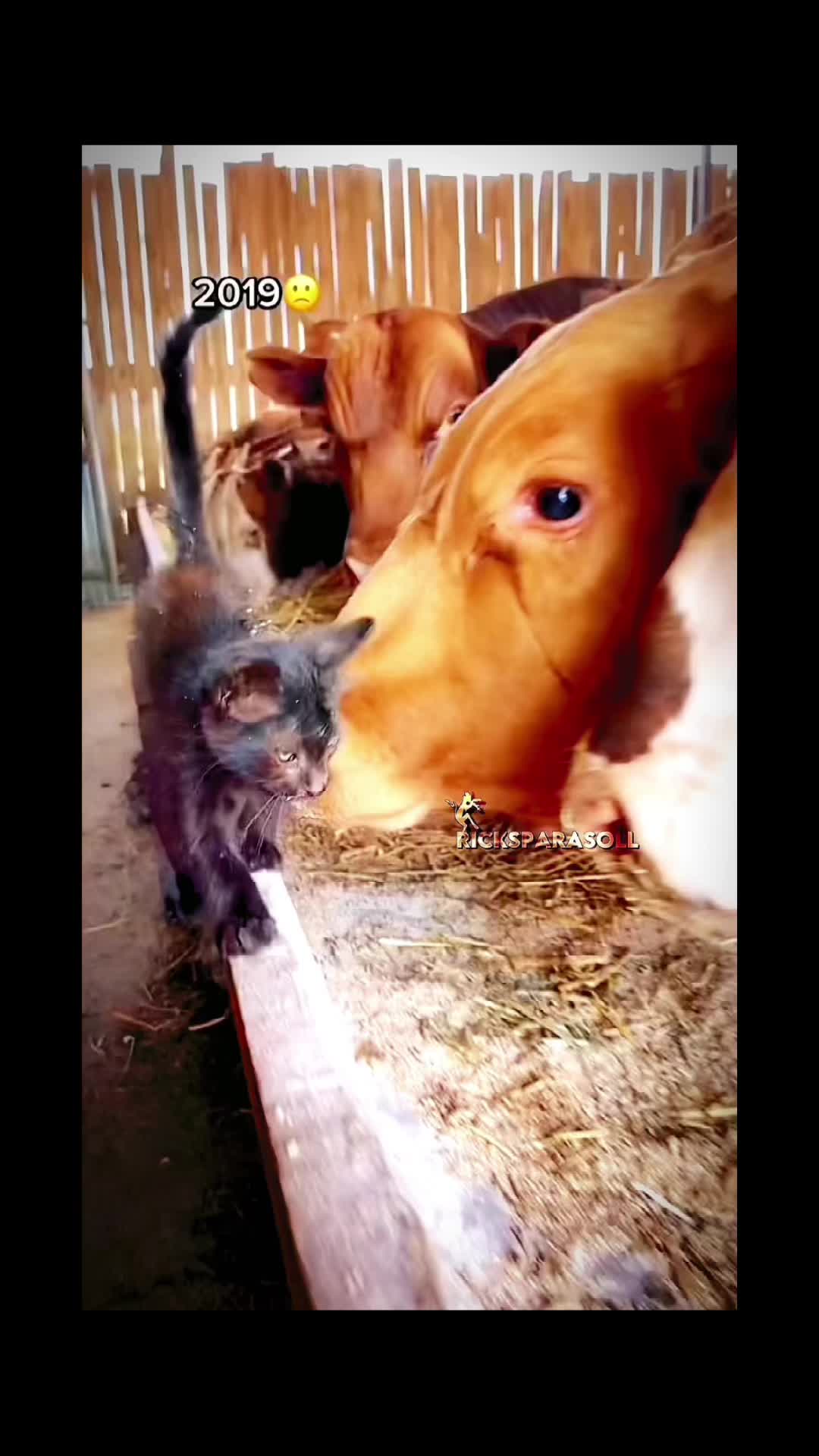 @𝗥𝗶𝗰𝗸𝘀𝗽𝗮𝗿𝗮𝘀𝗼𝗹𝗹