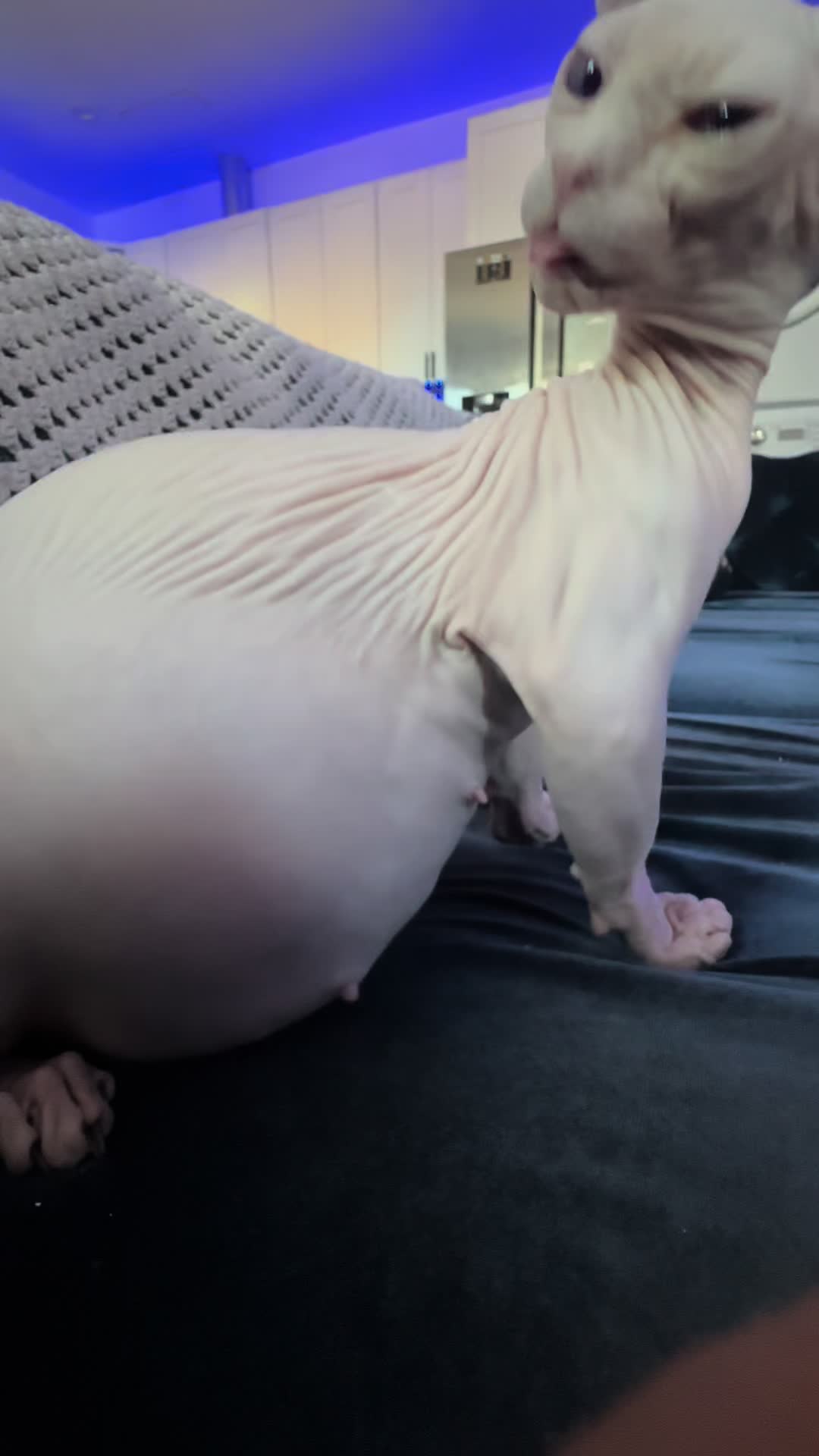 @famoussphynx