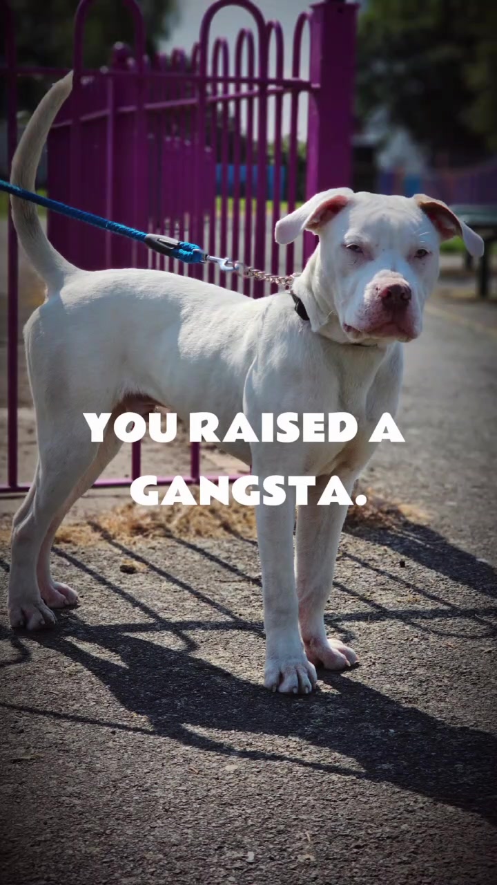 @Ghost_xlbully