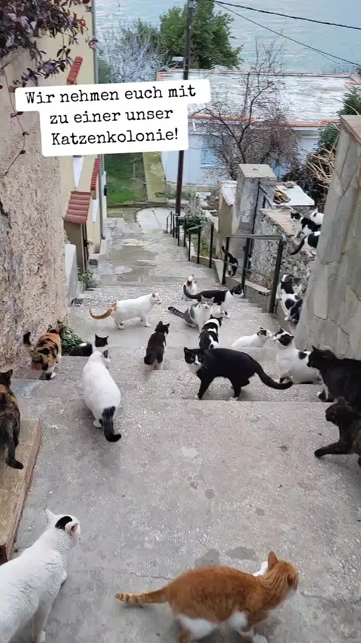 @🐱Hand_in_hand_for_animals🐱