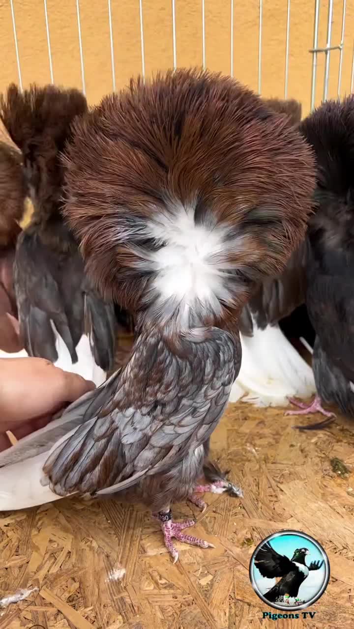 @Pigeons Tv