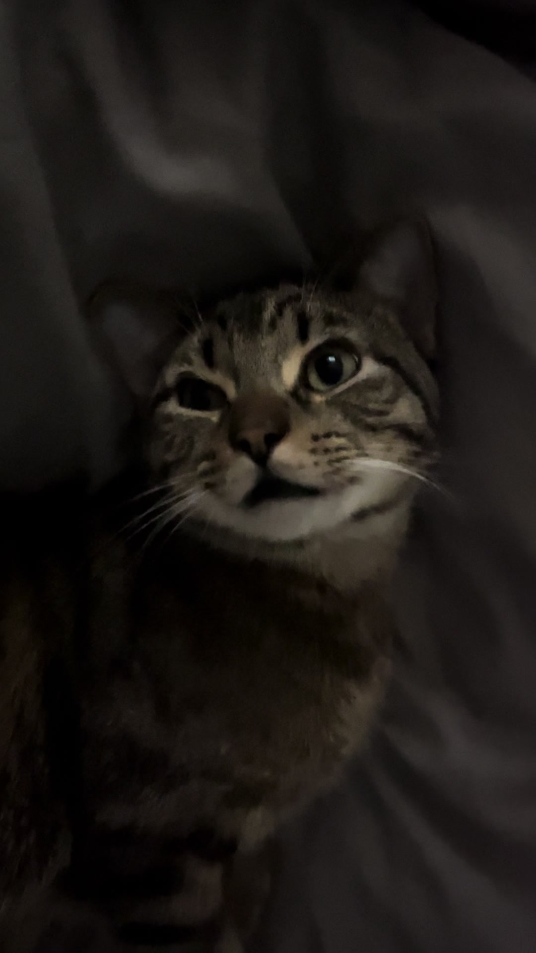 @Haadi 🐱