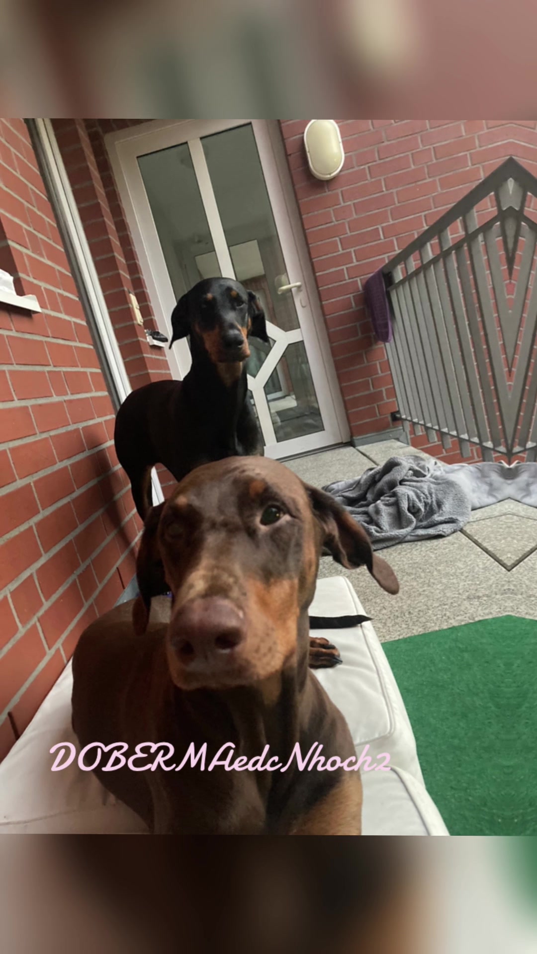 @DOBERMAedcheNHOCH2