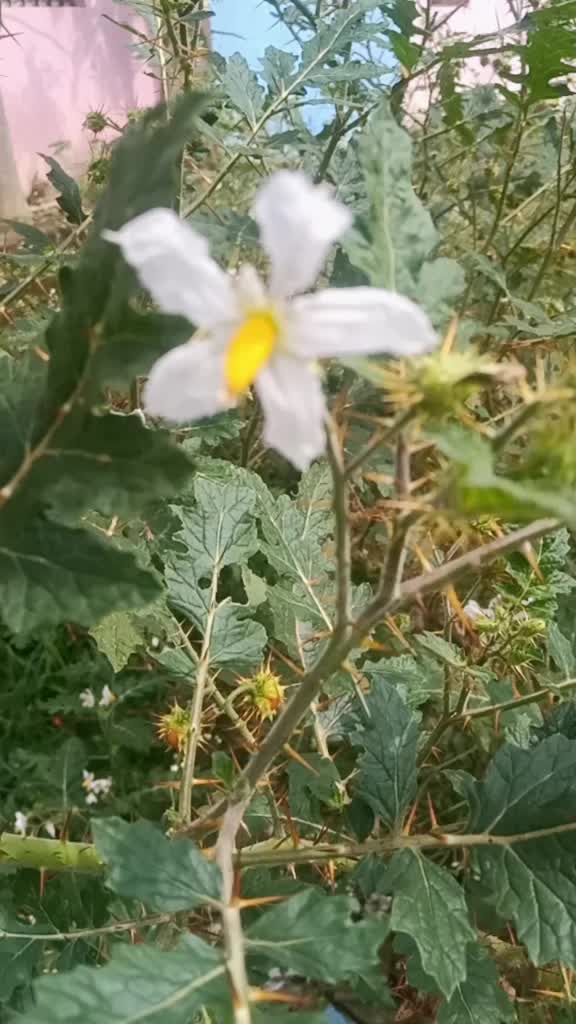 @vani mishra