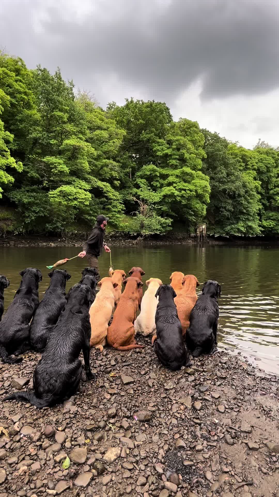 @slingleygundogs