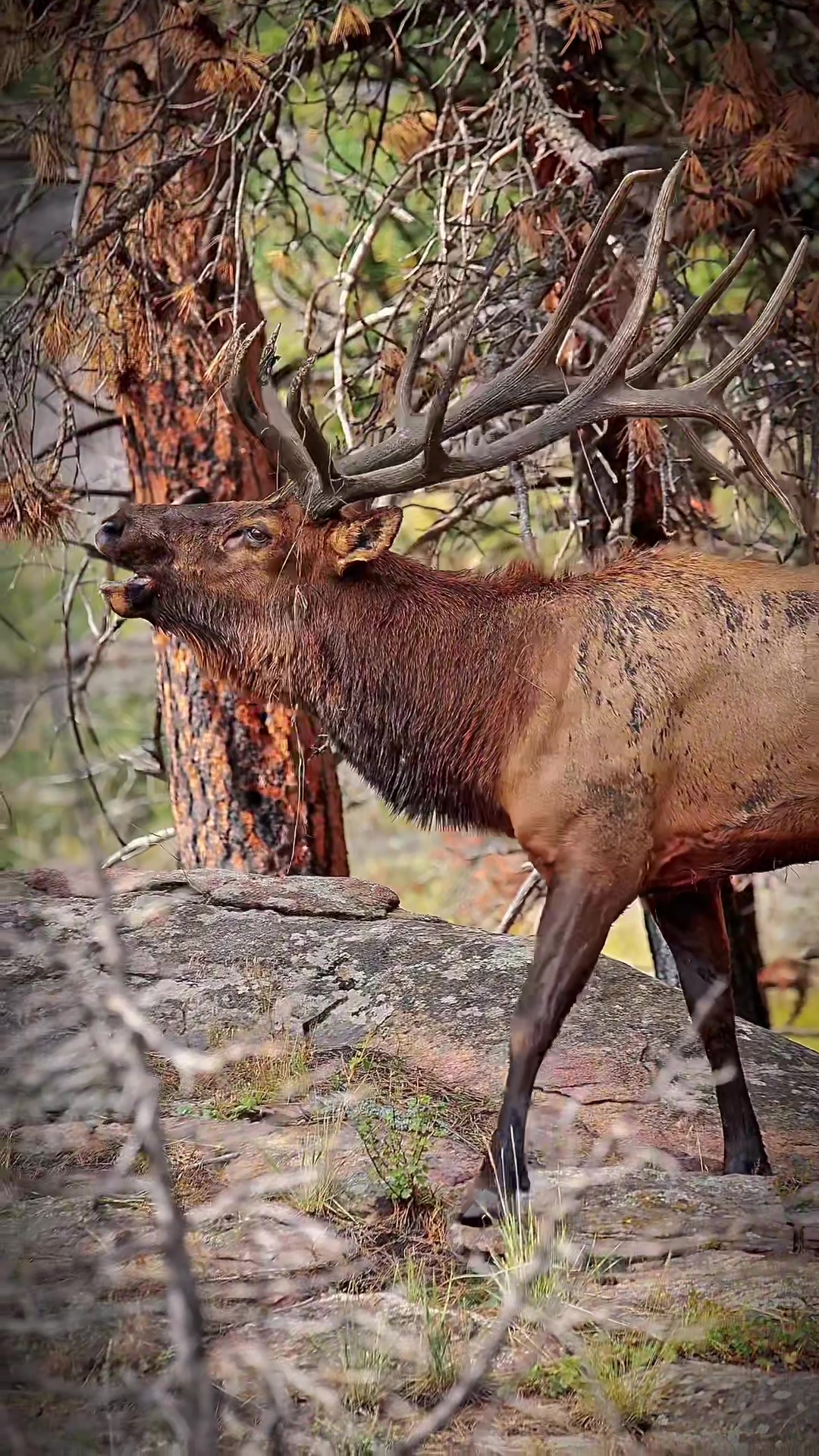 @Wild Born Outdoors - Saxton