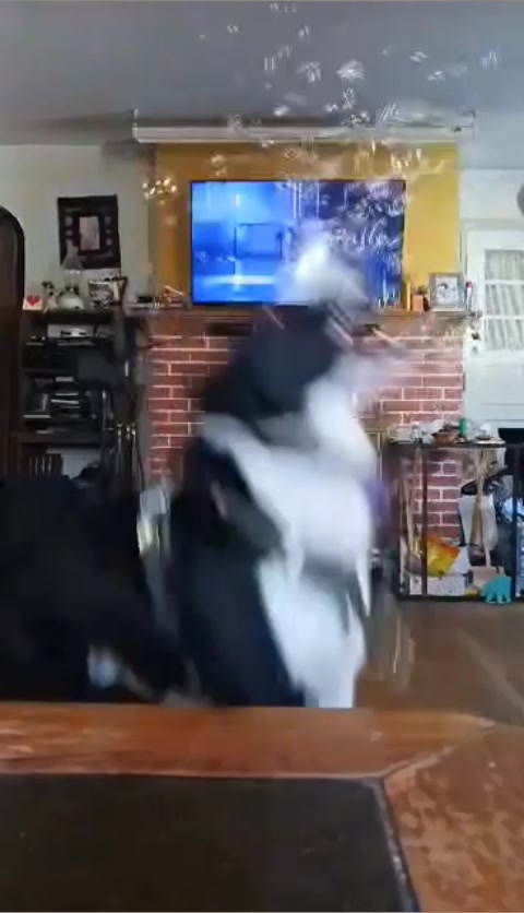 @Lux the Dog at KPPPRadio
