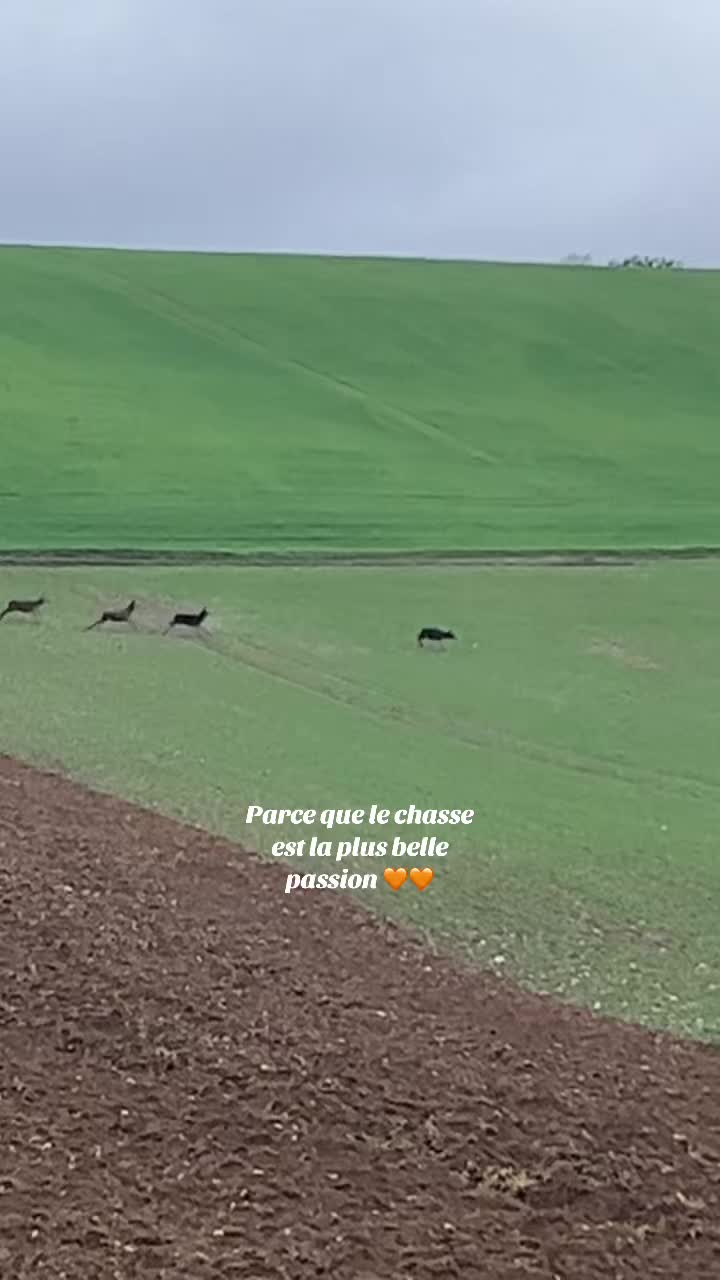 @chasse_89_