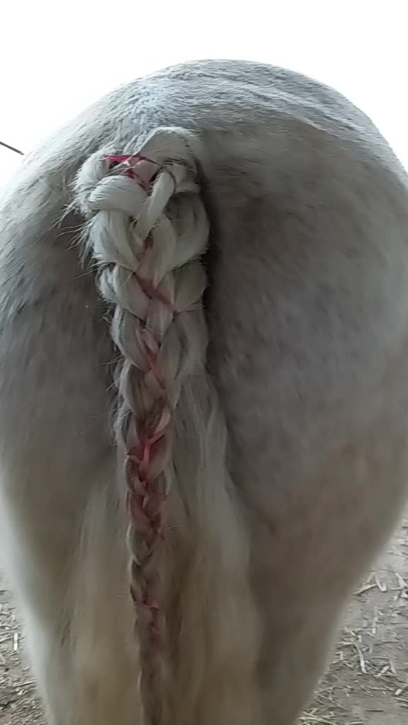 @horsie_rider