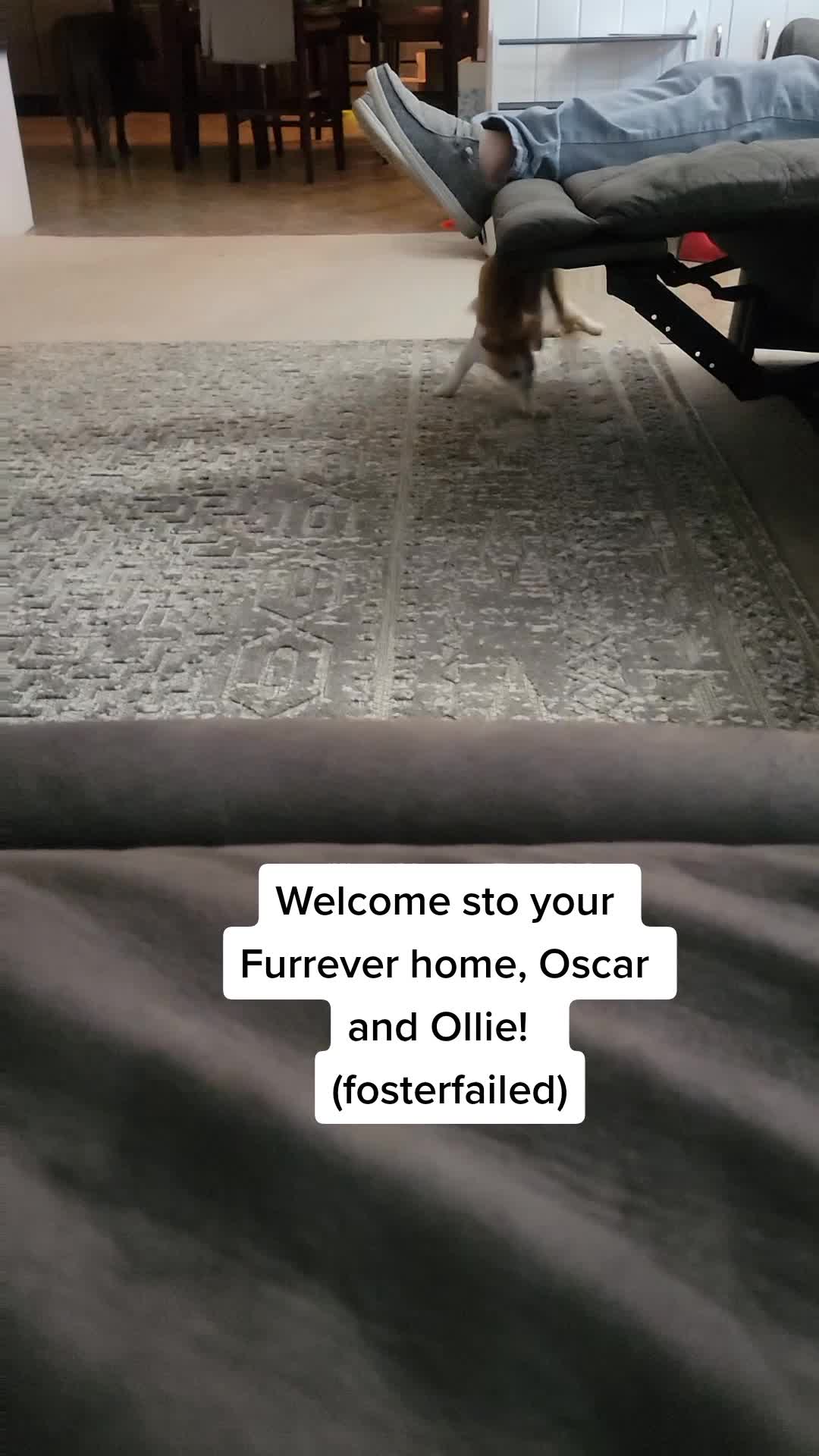 @Sophie the Blind Kitty