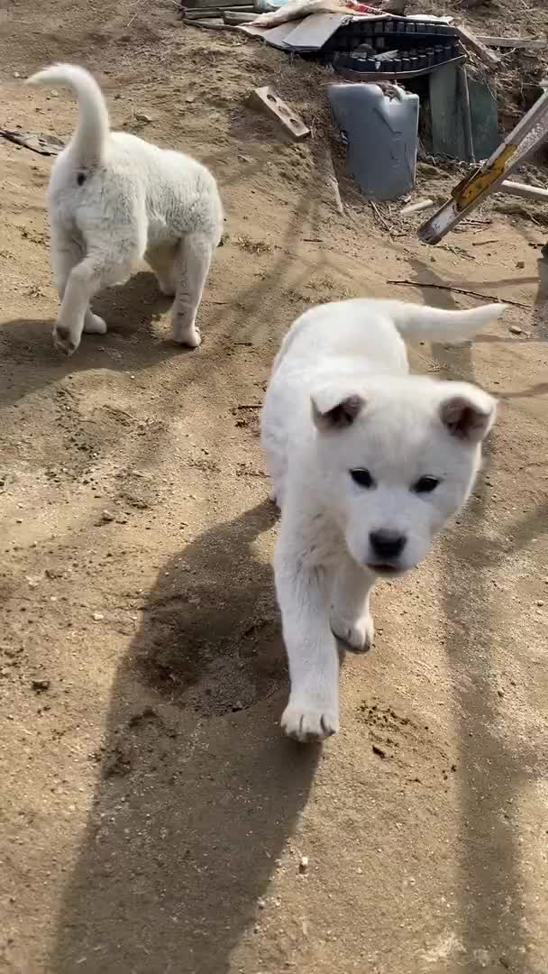 @Cute_Puppy_01