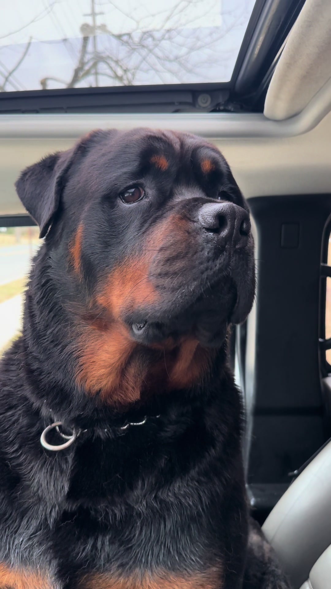 @RottweilerRuger