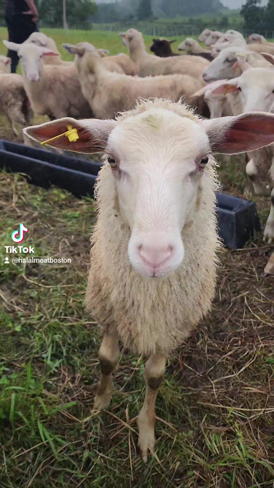 @HALAL MEAT BOSTON FARM