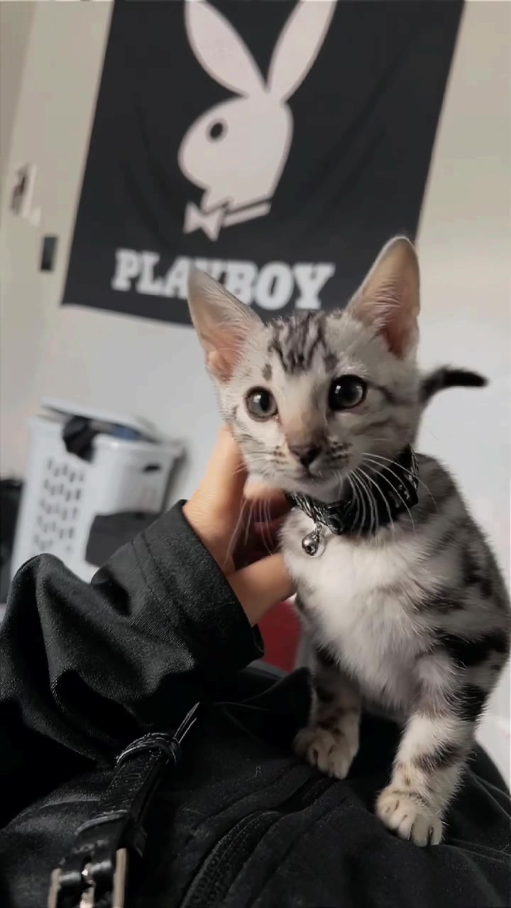@Sagethebengal