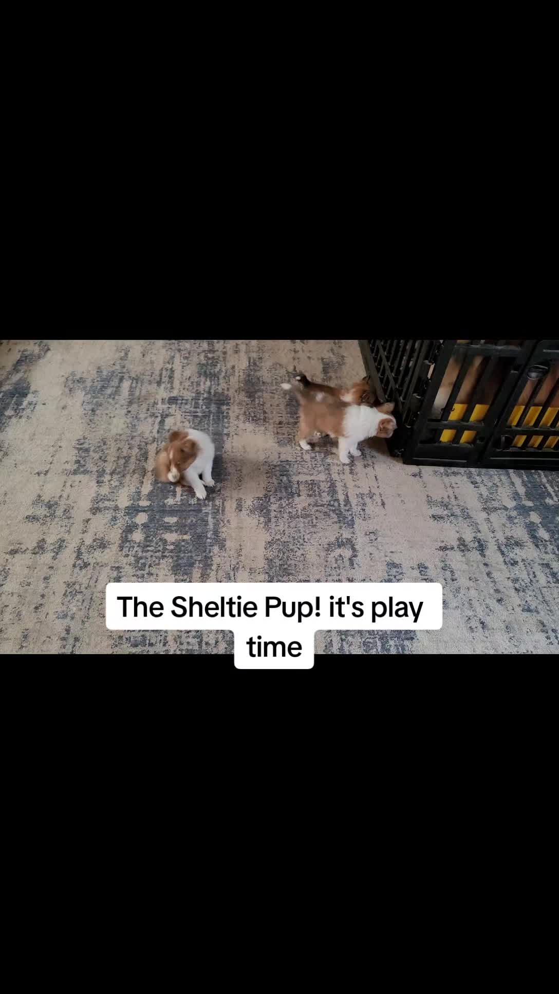 @Shellys-Loveable-Mi-Shelties