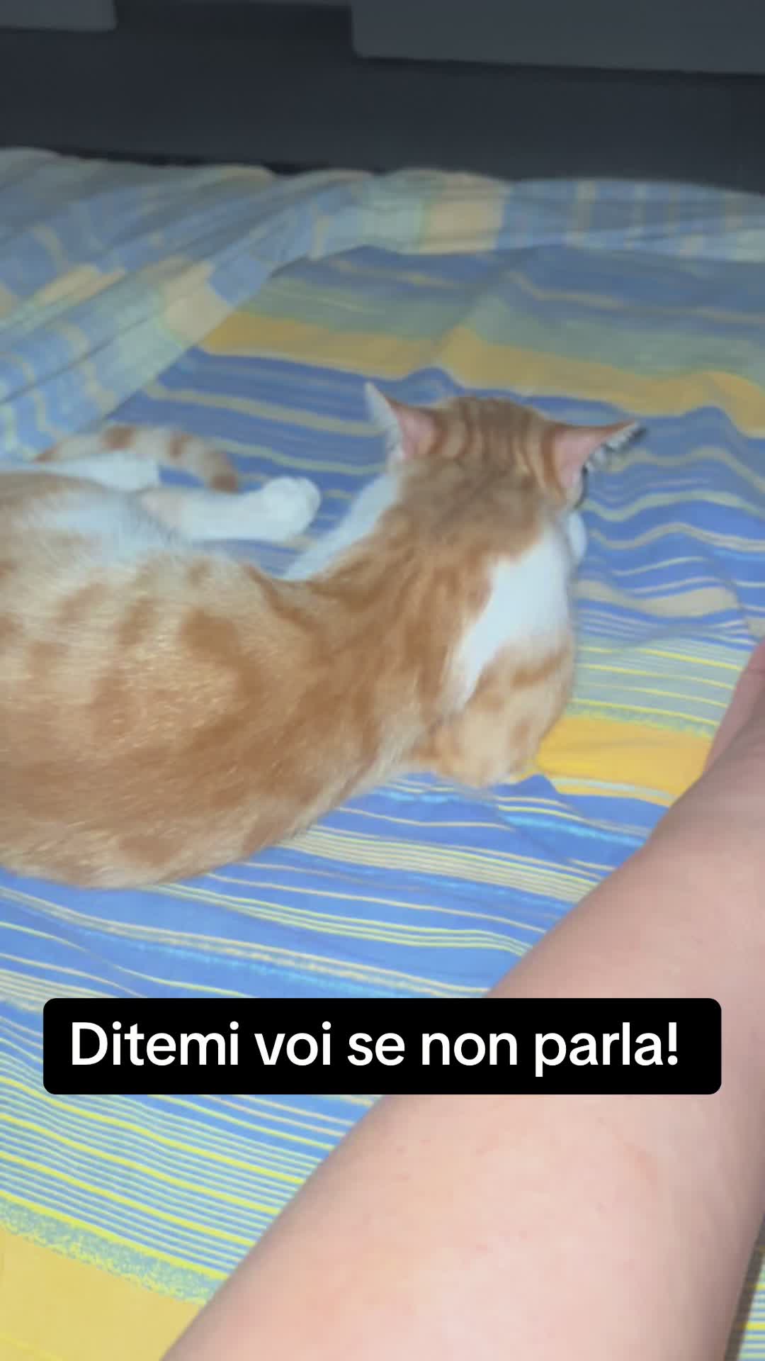 @Antonella