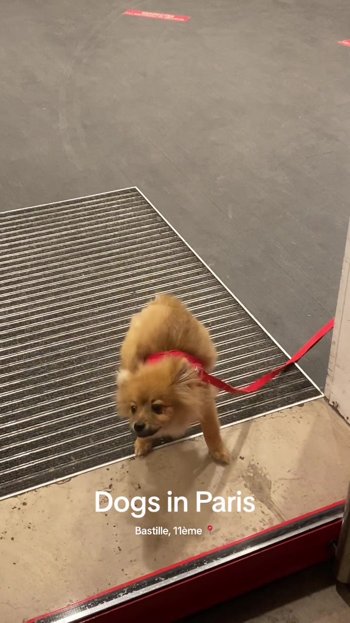 @dogs in Paris 🐶