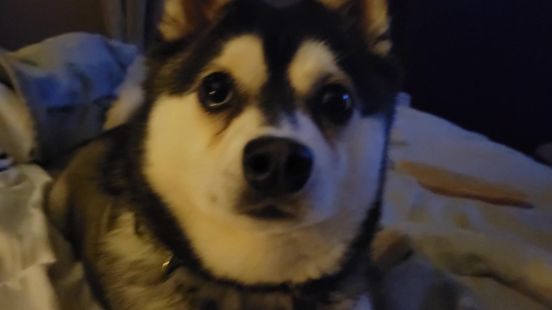 @Hersheytheminihusky