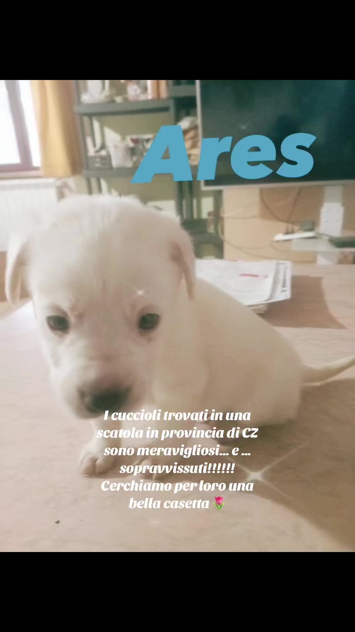 @Rosy Guerino