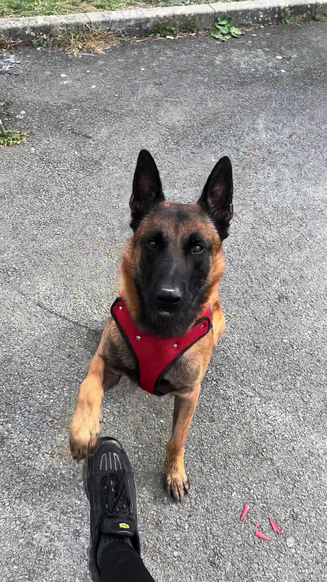 @Rios le malinois 🐕