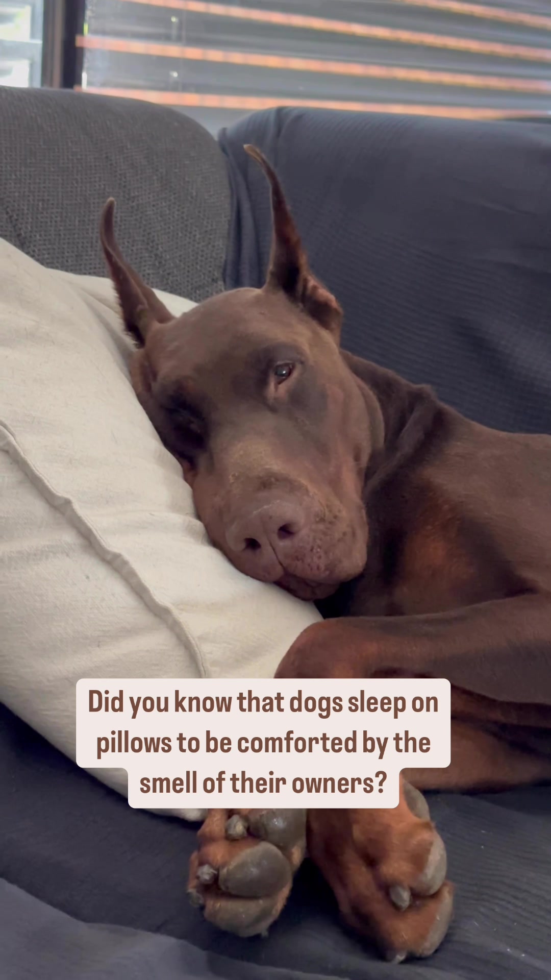 @GRAREVA dobermanns