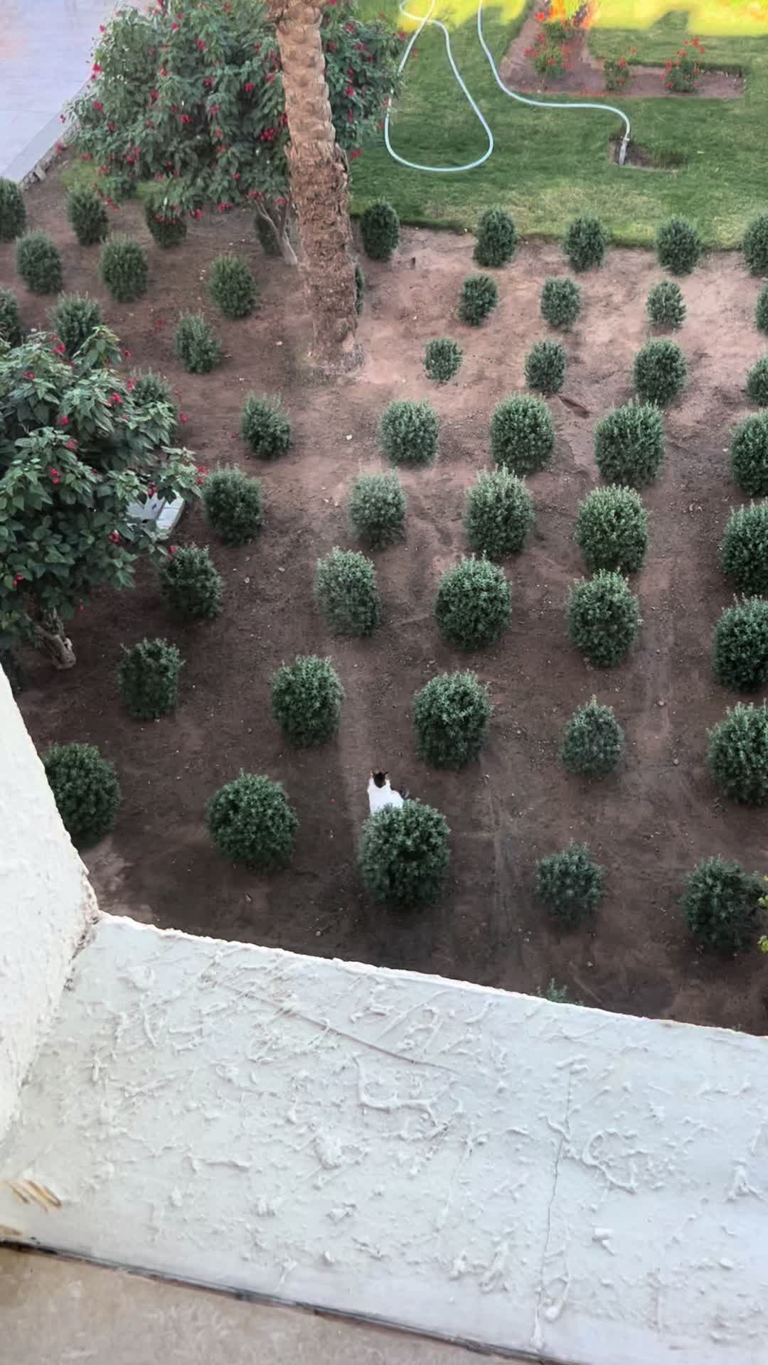 @mysterymiau