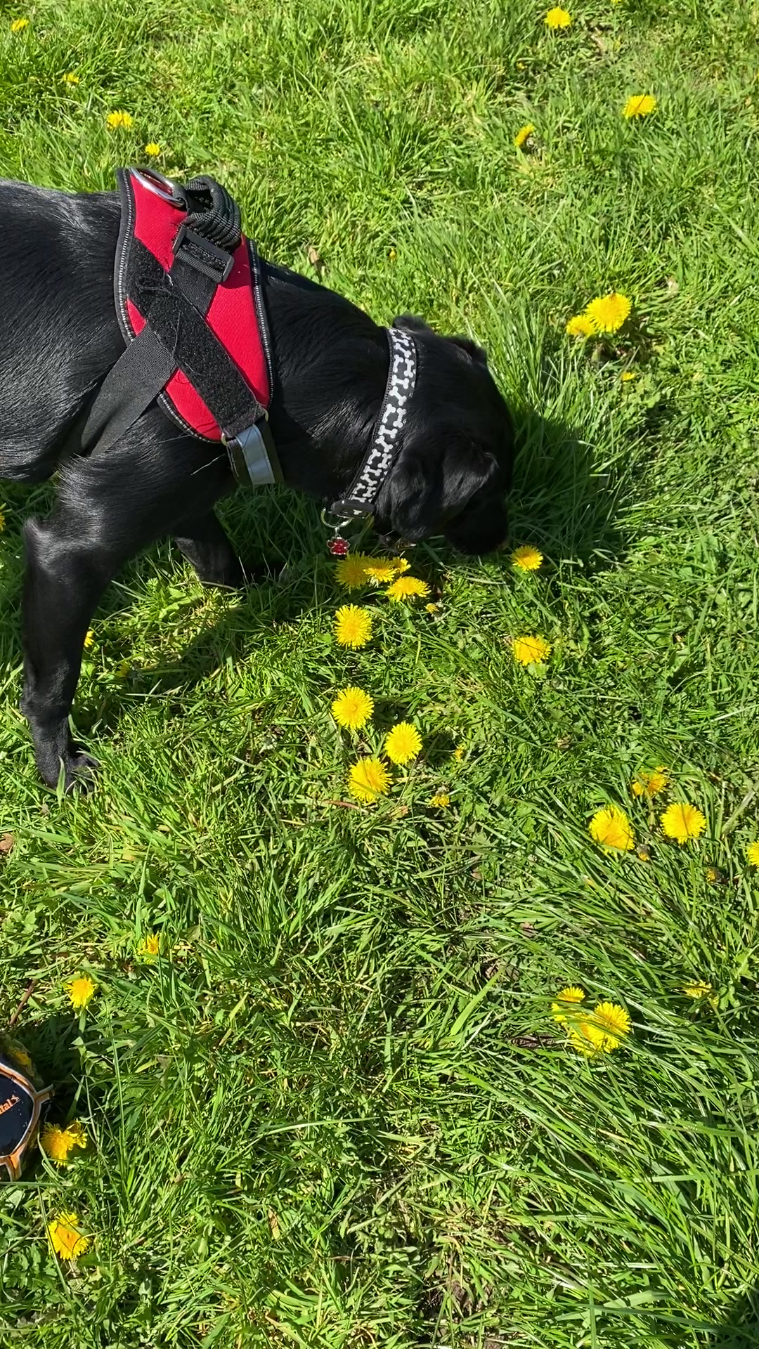 @Ruperttheblacklab