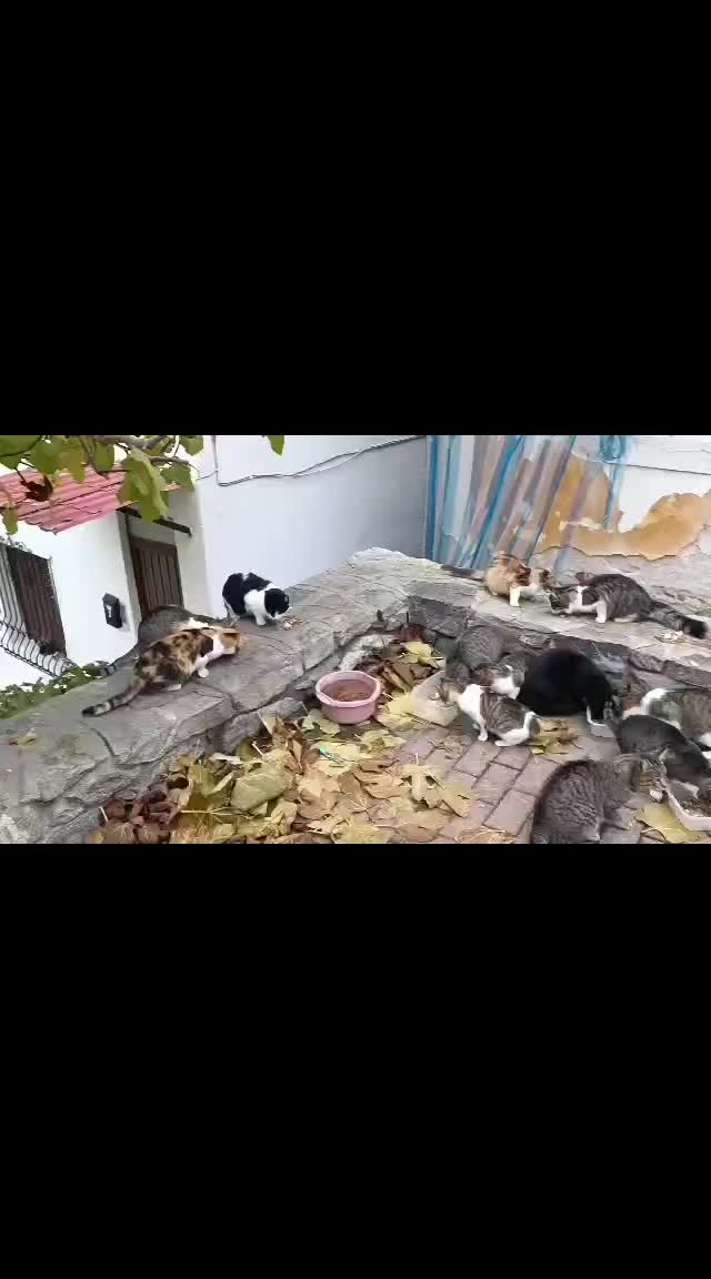@🐱Hand_in_hand_for_animals🐱