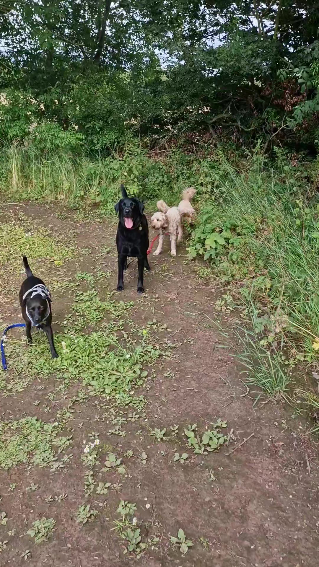 @woofTowalk