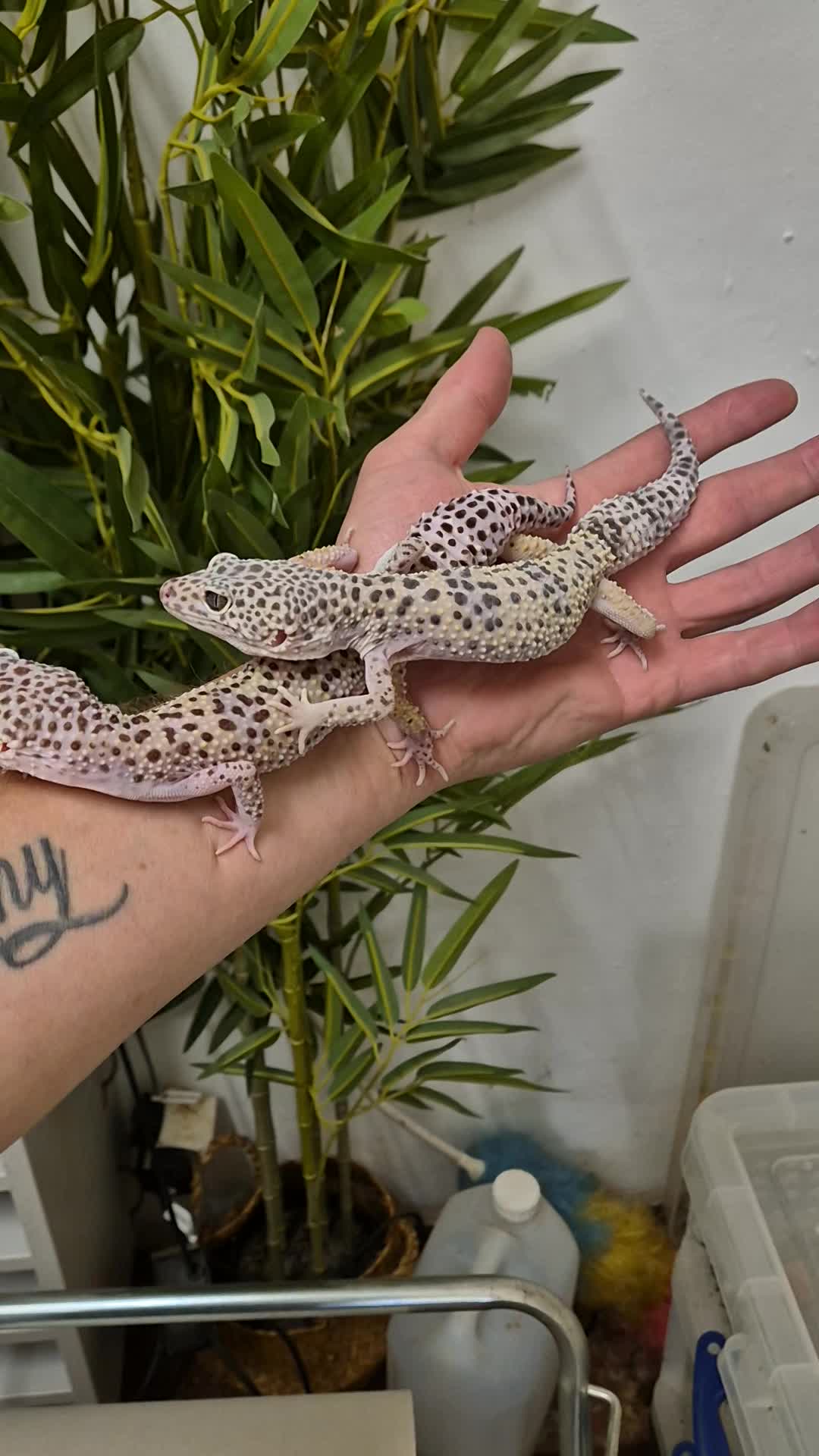@CambridgeGecko