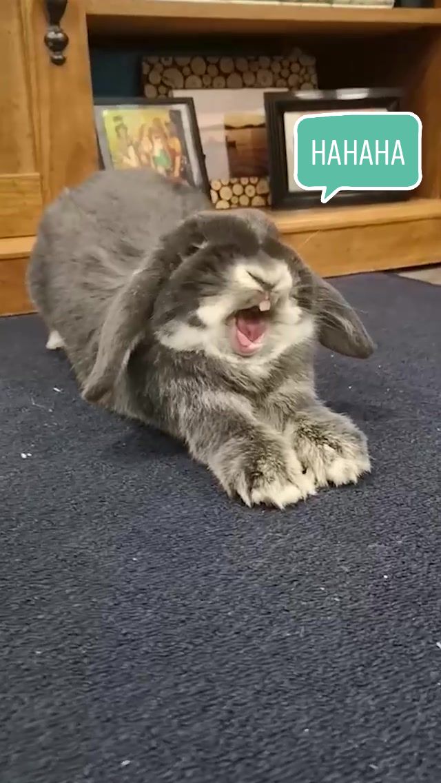 @Blueberry the Bunny