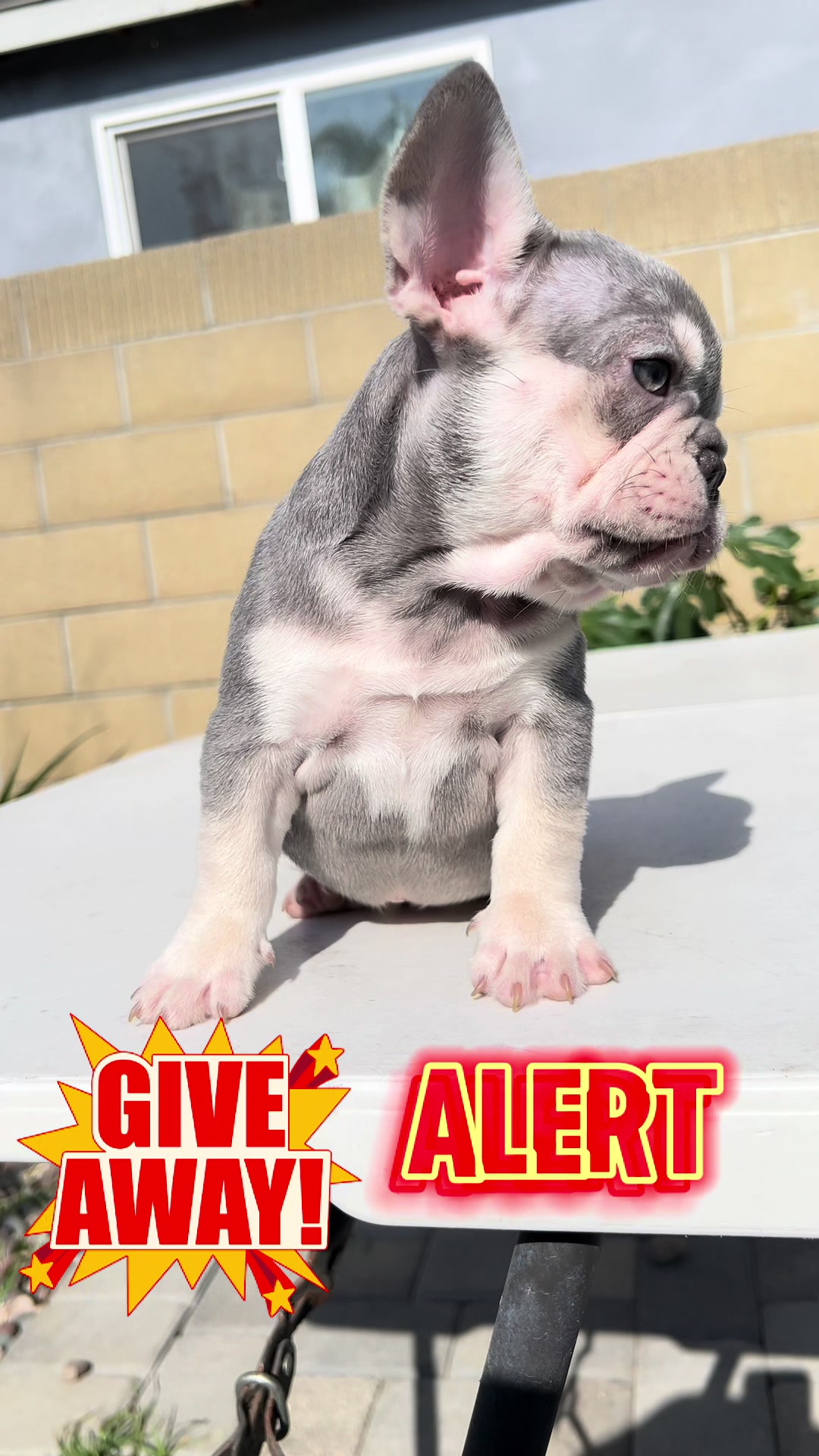 @Flatfacebullyz