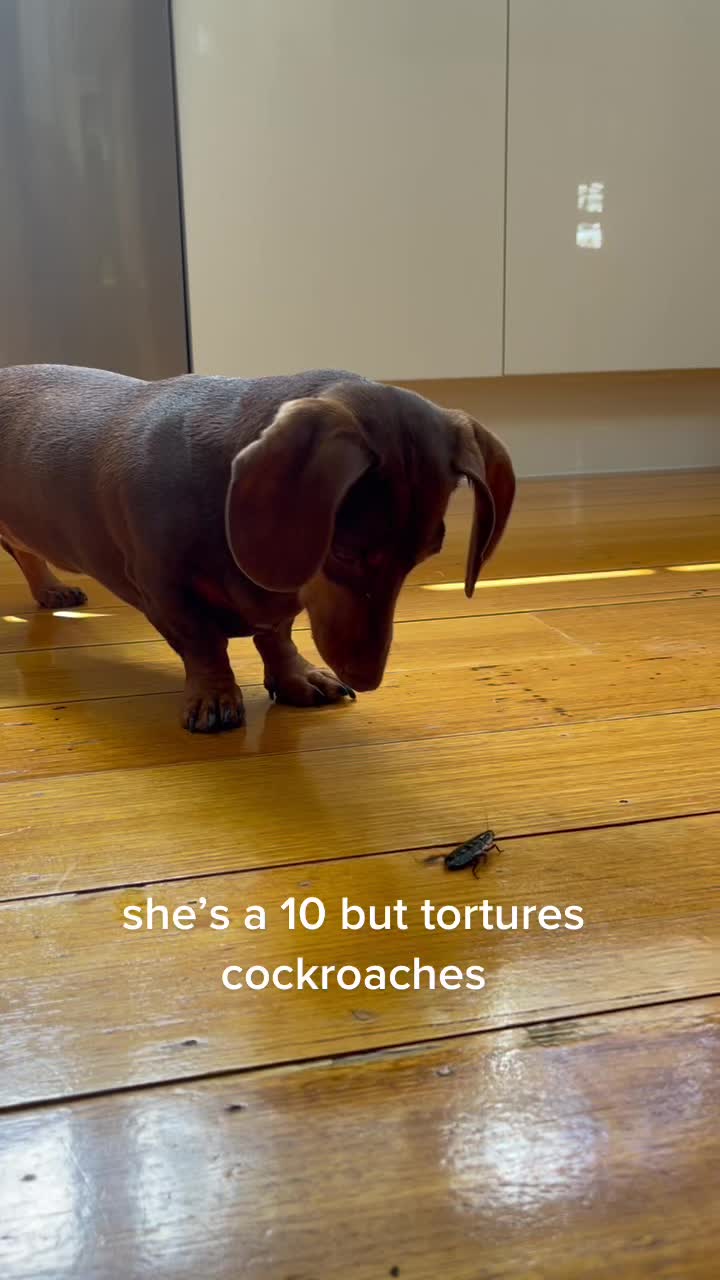 @Pip The Sausage 🤍