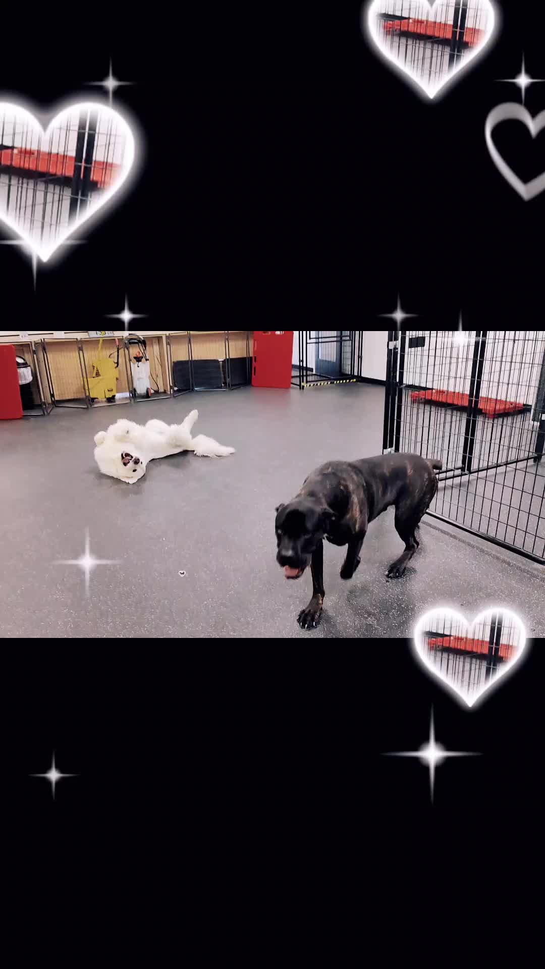 @Fissan Training Kennels