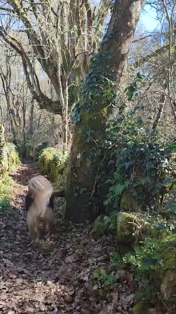 @Galicia Máxica