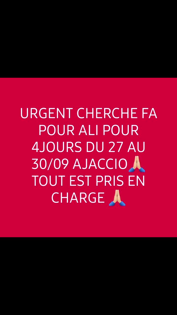 @Ass Les petits f&eacute;lins de Corse