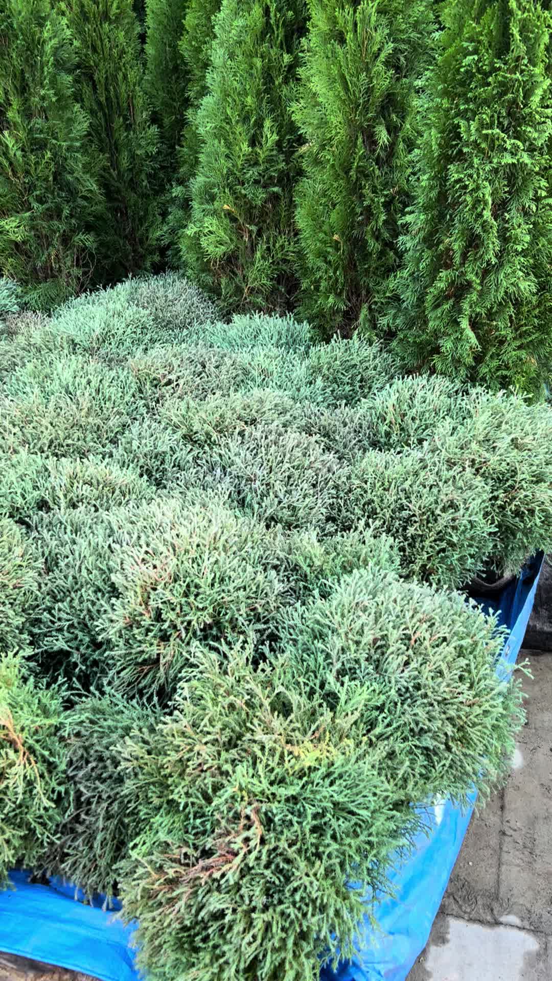 @Plantează