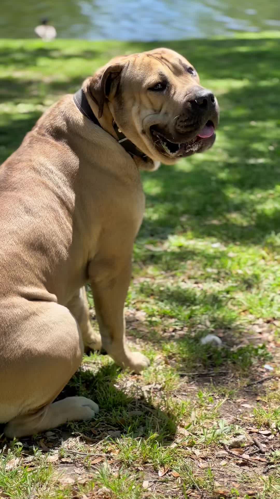@CommCanine