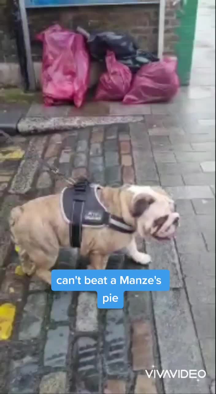 @bulldogCoco