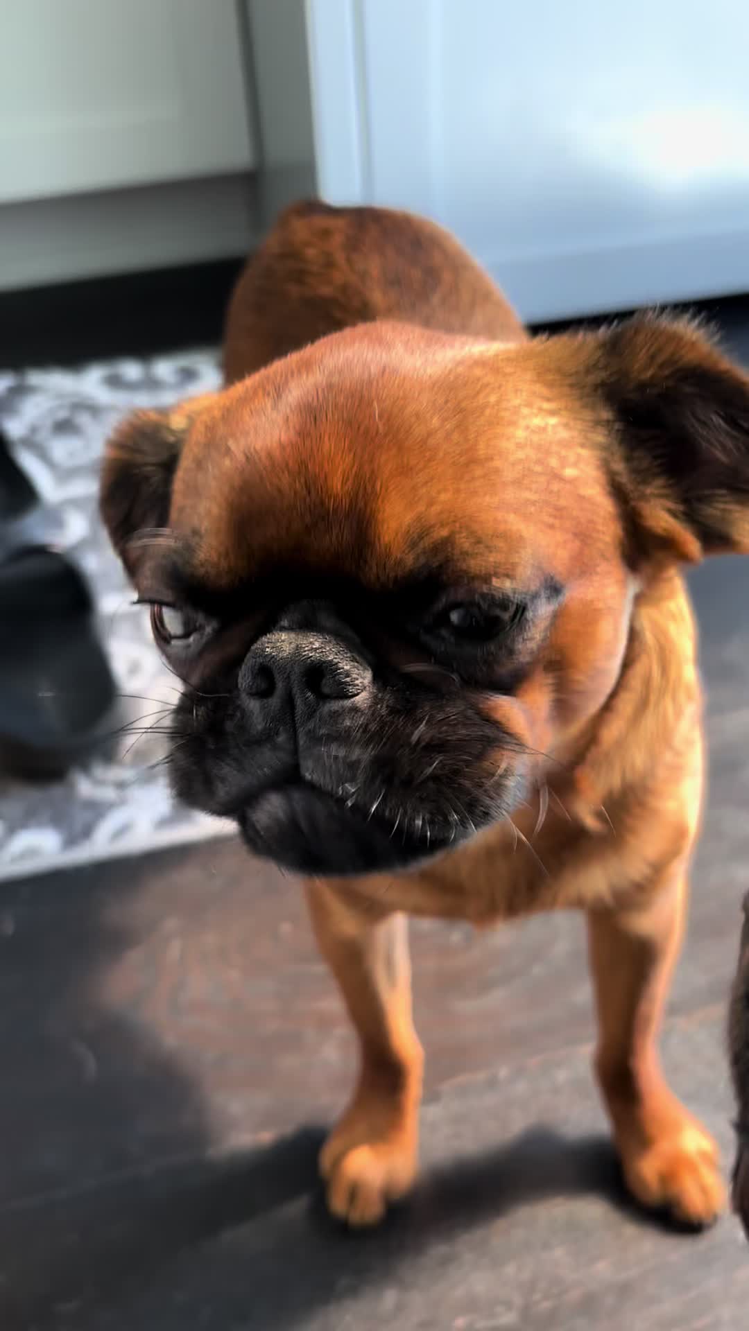 @thedoguepile