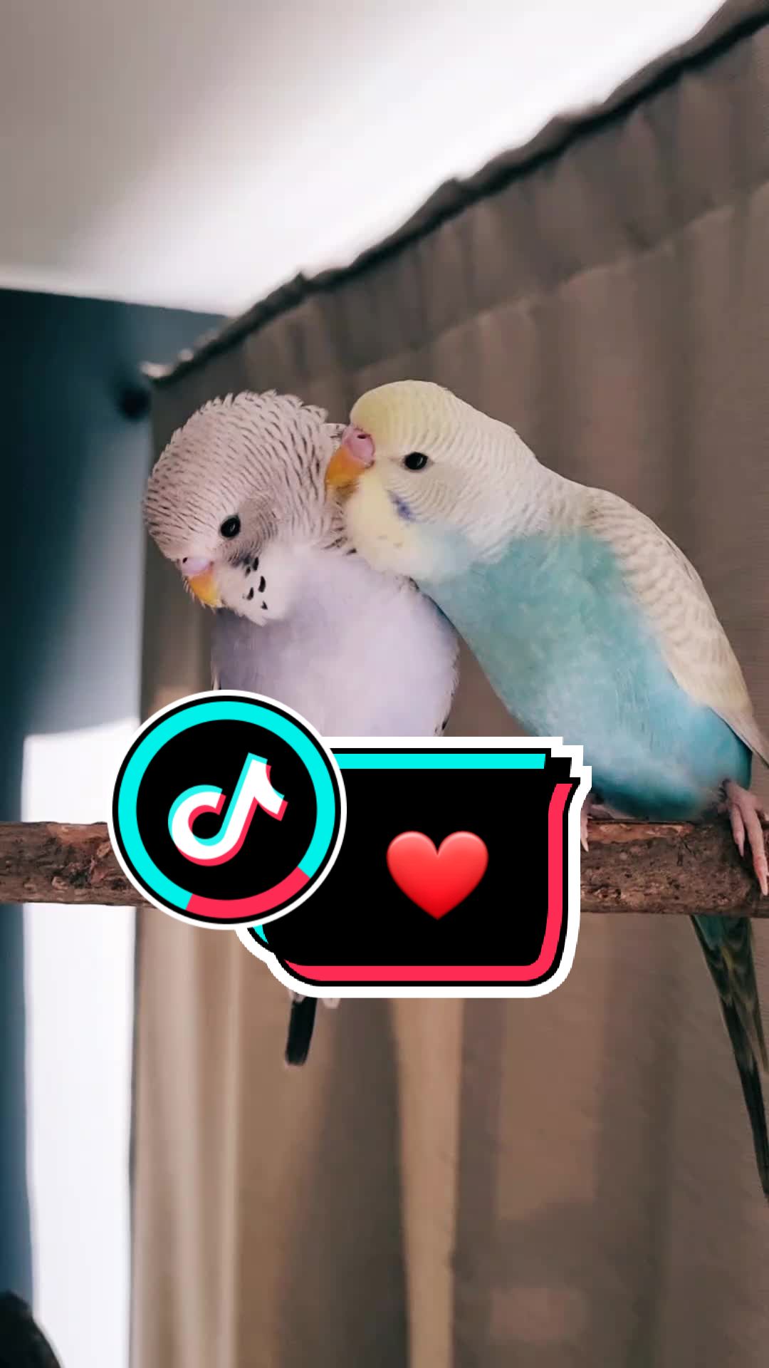 @Cing&ouml;z & Friends