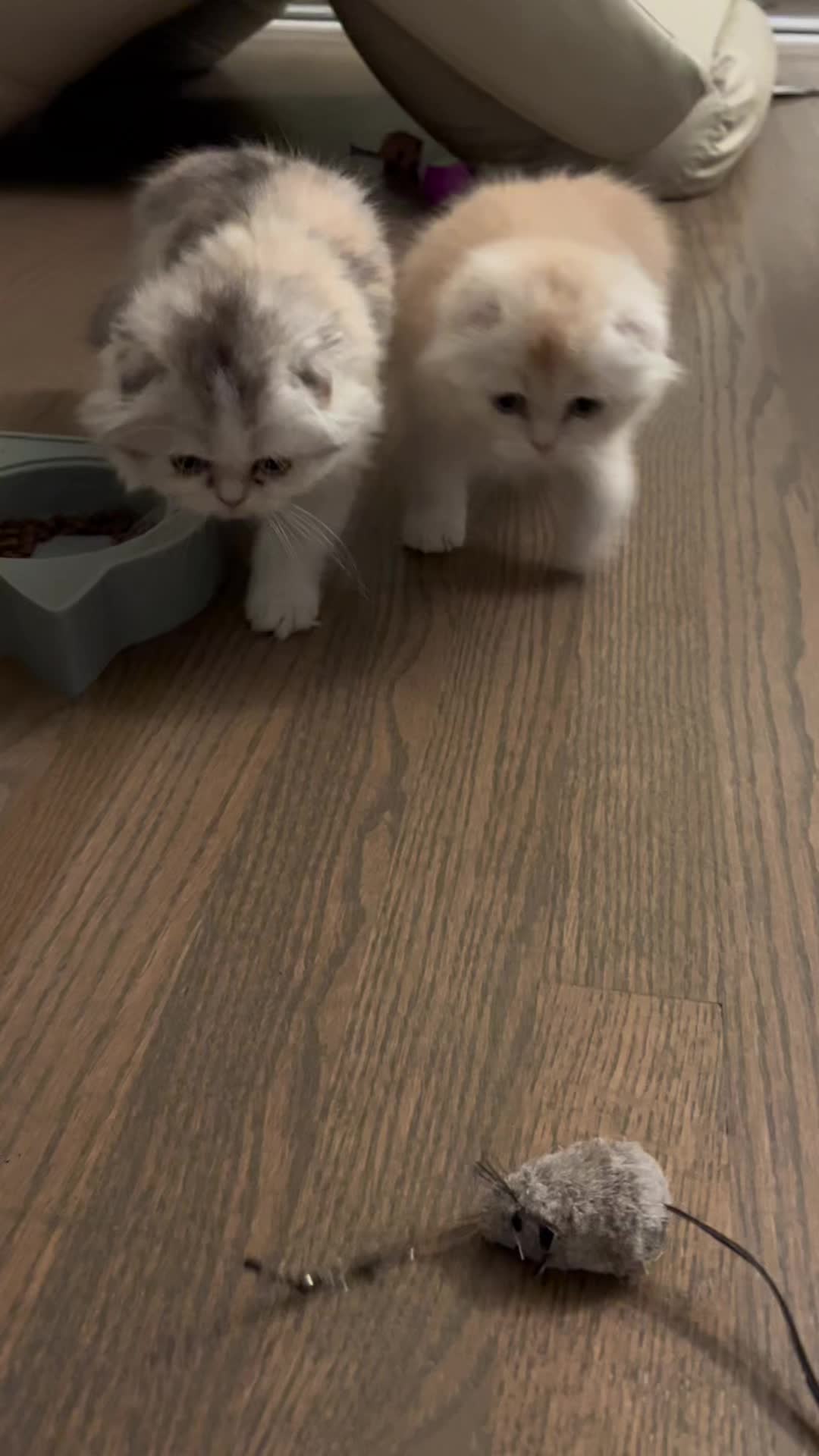 @Chester_and_Pepper
