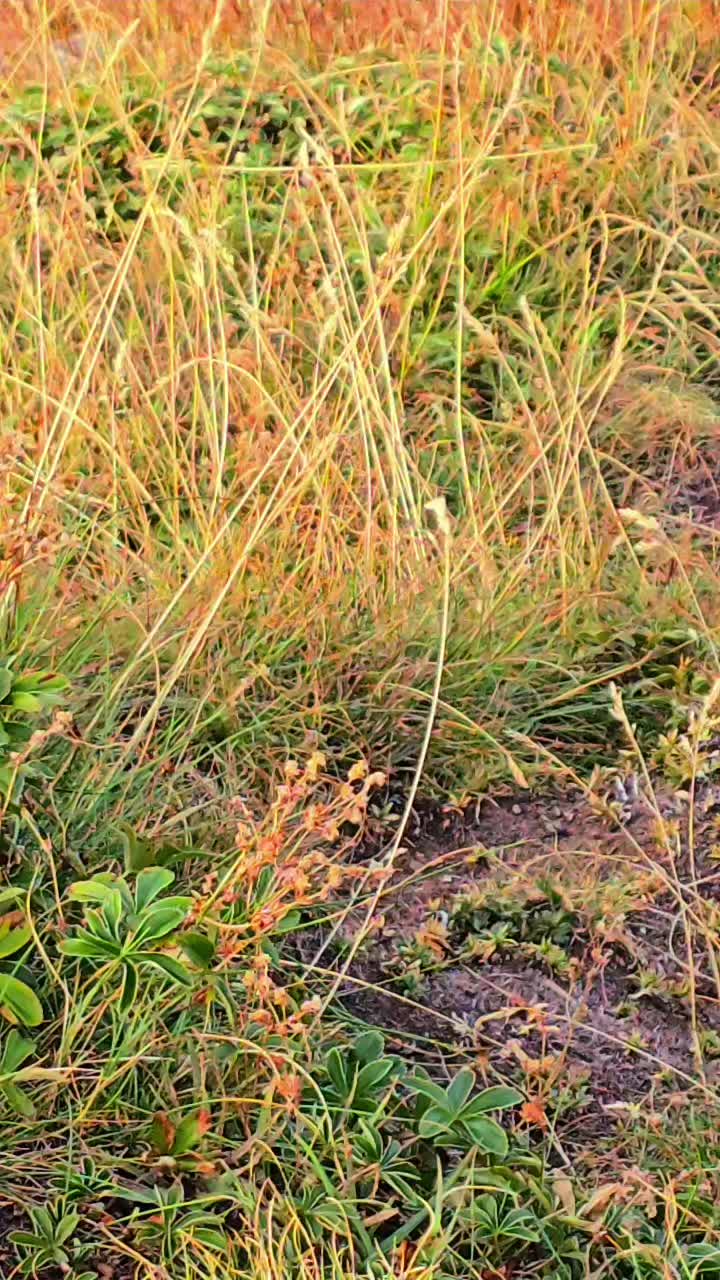 @Albi