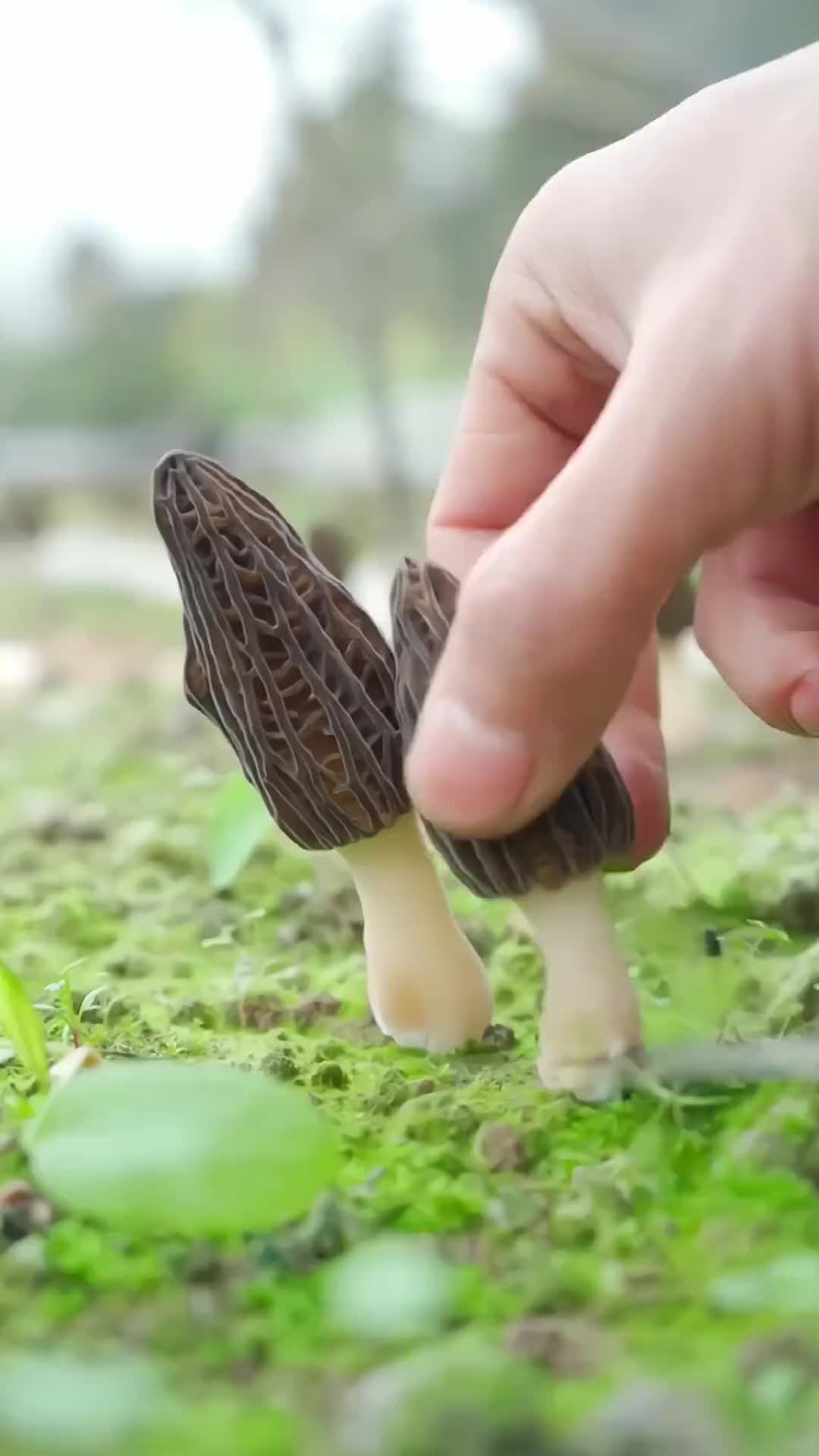 @satrisemushroom