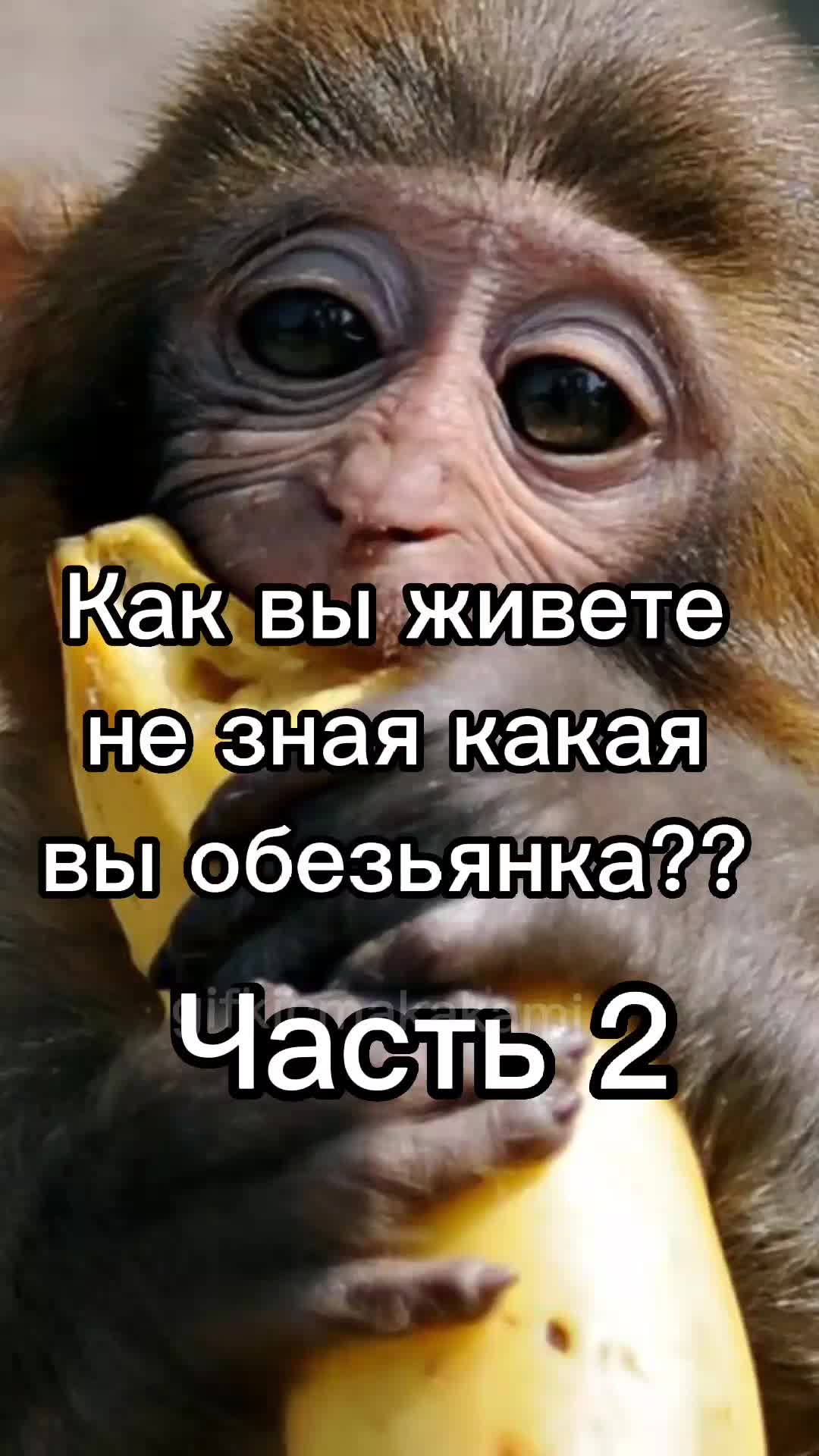 @GifkiCmakakami