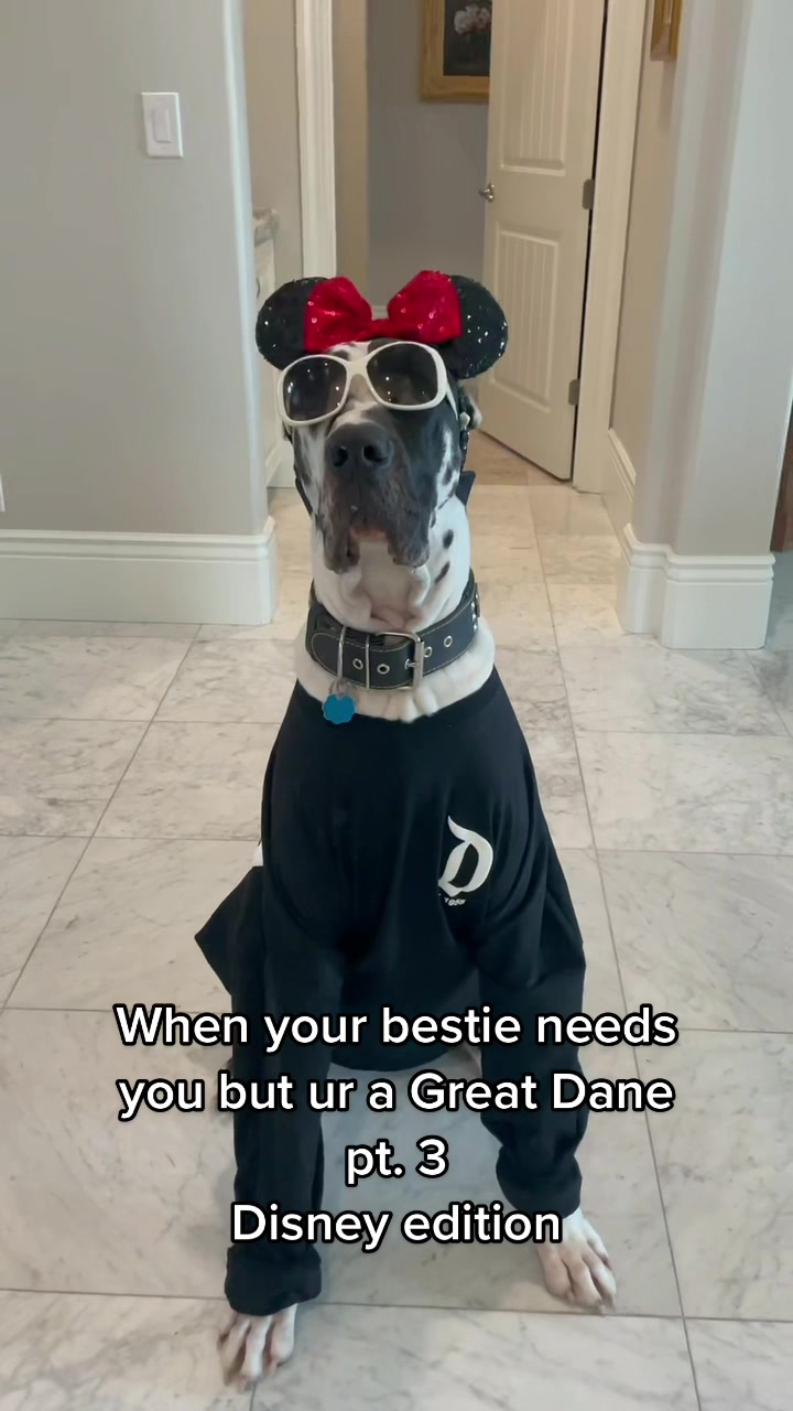 @Greyson the Great Dane